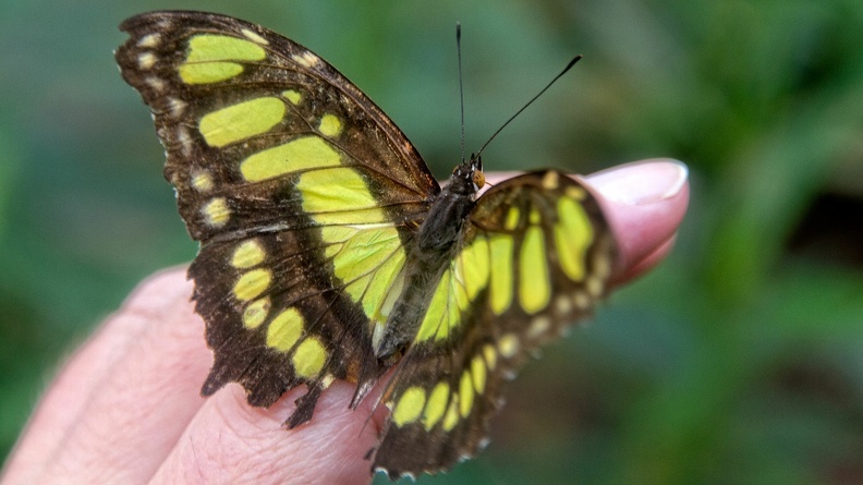 Schmetterling_7358.jpg