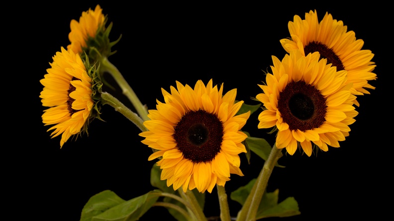 sonnenblumen_2302.jpg